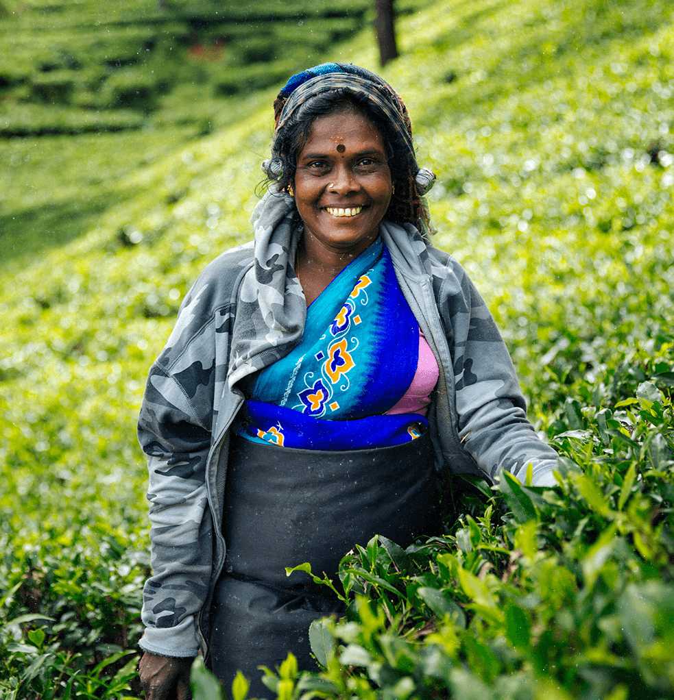 Organic Tea Leaves - LocoKerala