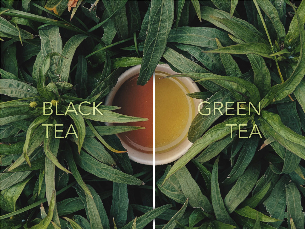 Green Tea vs. Black Tea: Unveiling the Health Benefits and When to Sip Each